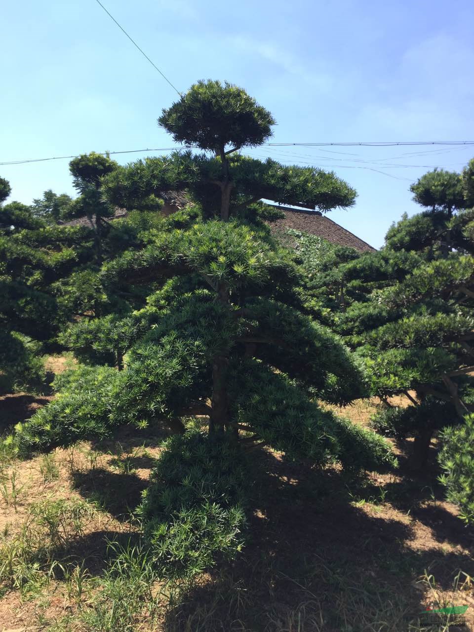 湖南瀏陽造型羅漢松質(zhì)優(yōu)價穩(wěn)